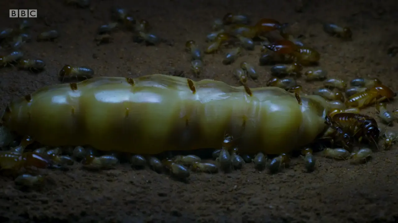 Termite sp. () as shown in The Mating Game - Grasslands: In Plain Sight